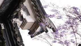 文徵明手植藤｜资料照片