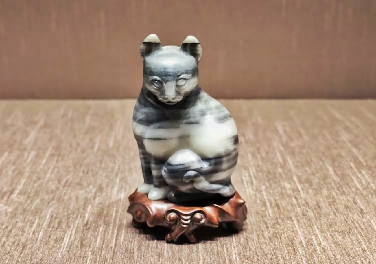 黑白玉根猫｜资料照片